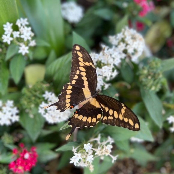 Meet your Posher, Emilie - Picture 1 of 1